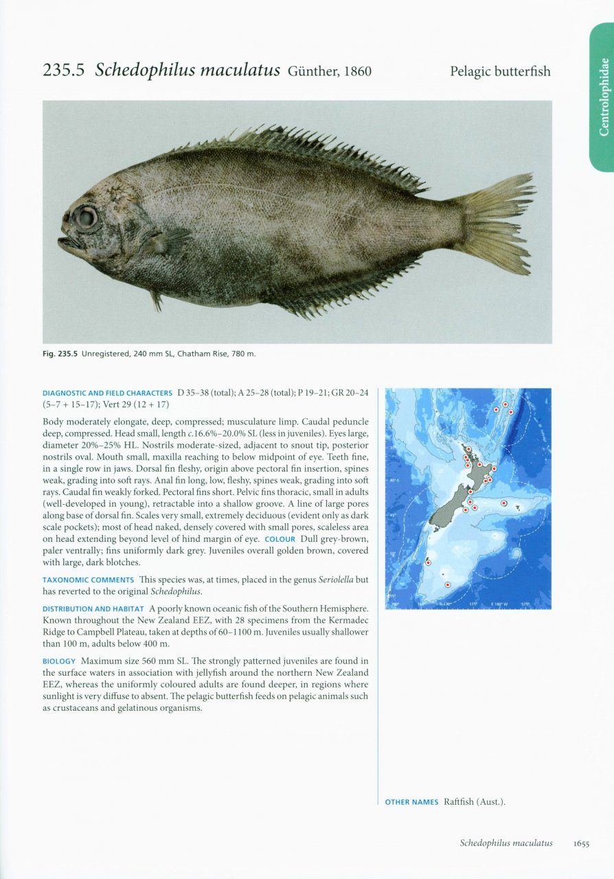 Fishes of Aotearoa - Potton & Burton