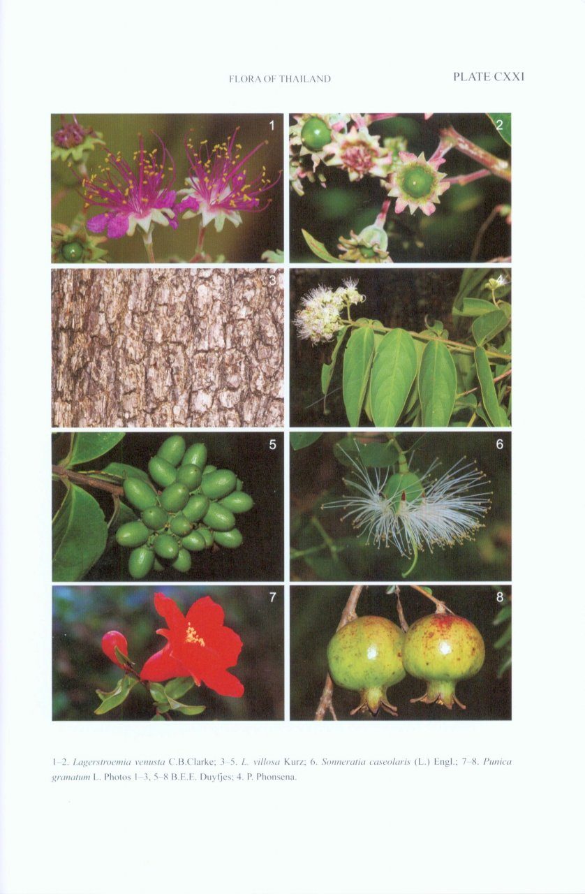 Flora of Thailand, Volume 11, Part 4 | NHBS Academic & Professional Books