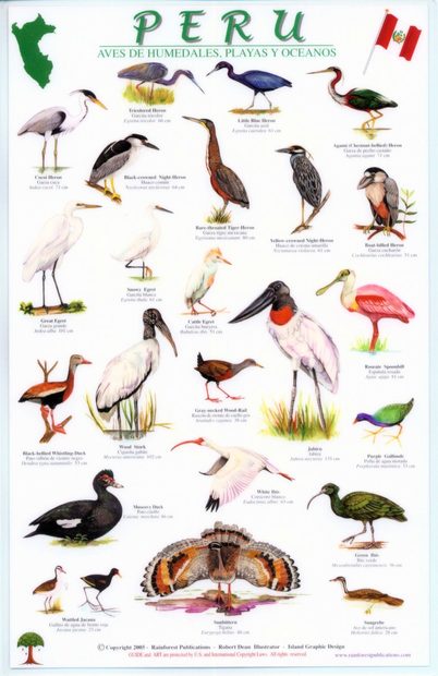 Peru: Birds of Wetlands Beaches and Oceans / Aves de Humedales, Playas y Oceanos