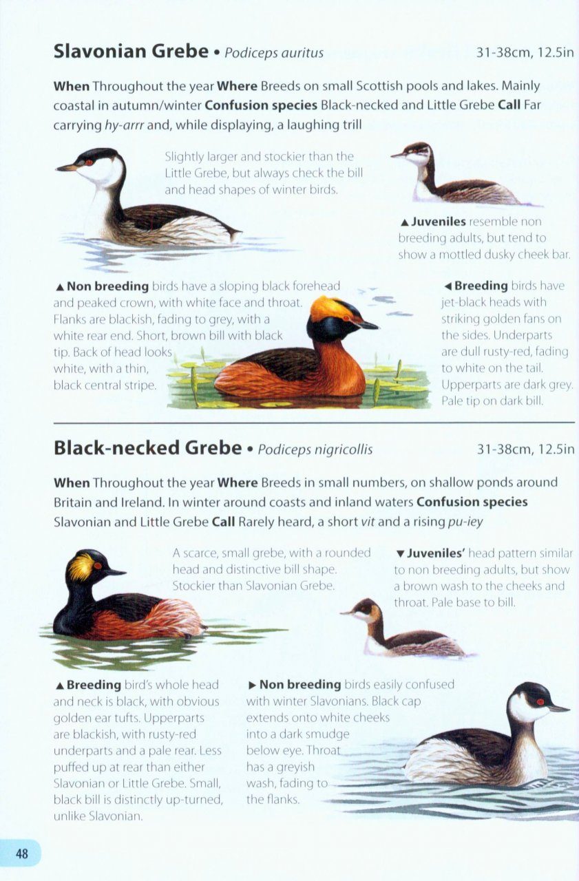 Field Guide To The Birds Of Britain And Ireland Nhbs