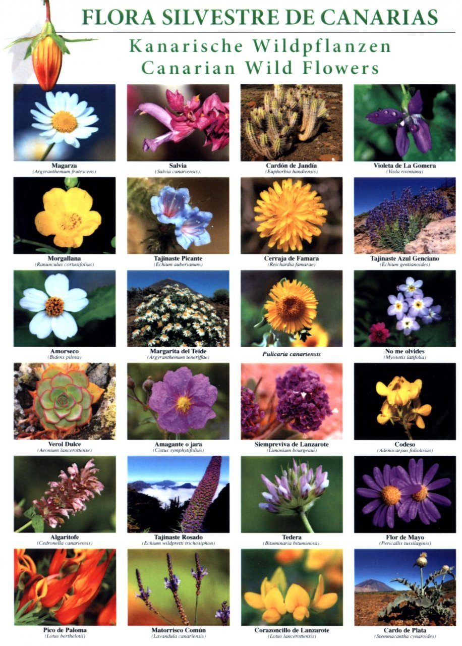 Flora Silvestre de Canarias [Canarian Wild Flowers] | NHBS Field Guides ...
