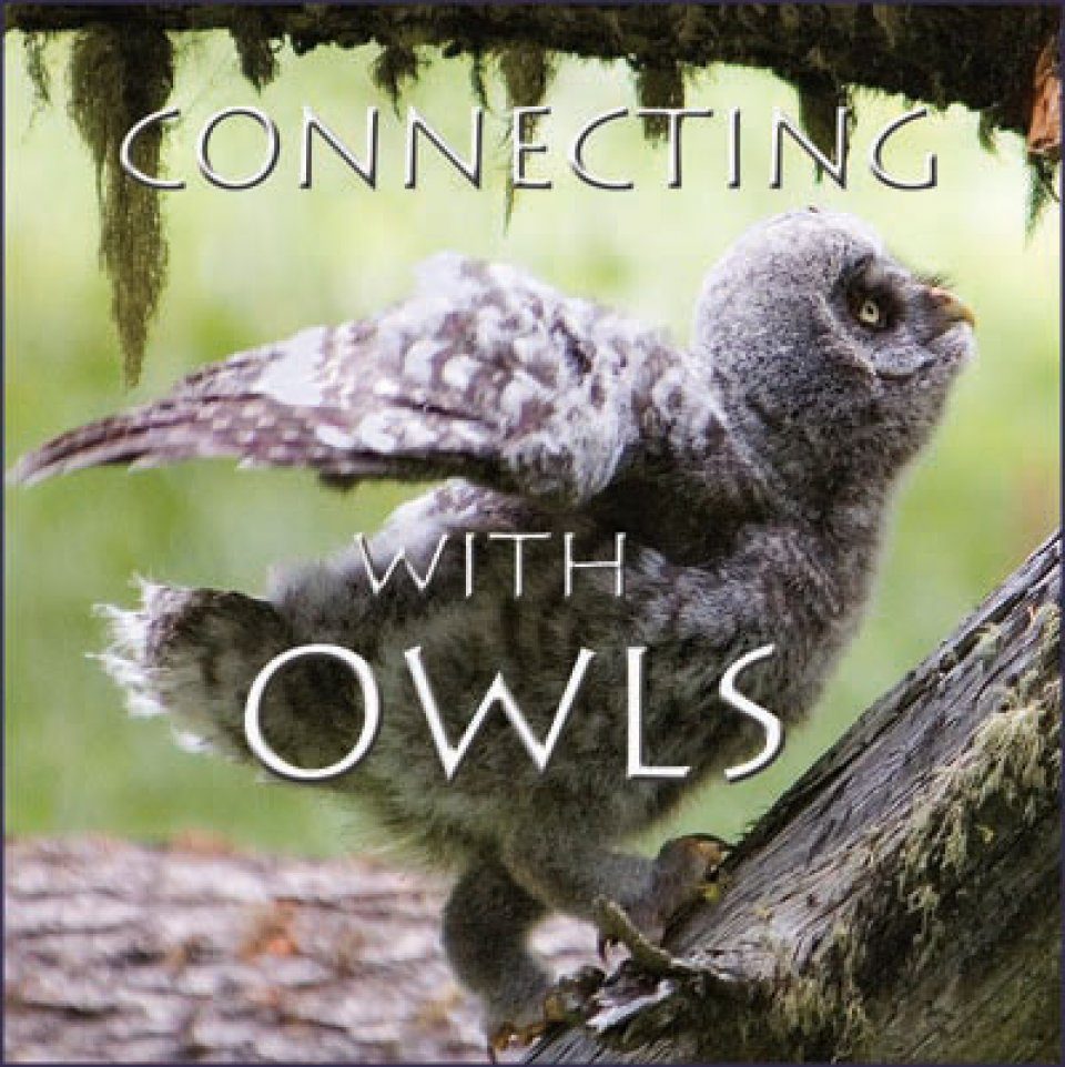 Connecting with Owls - DVD (All Regions) | NHBS Academic & Professional ...