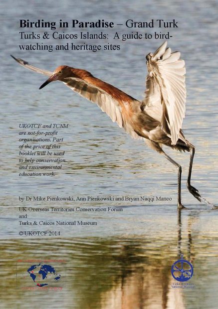 Birding in Paradise – Grand Turk