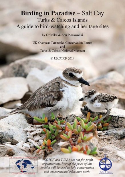 Birding in Paradise – Salt Cay