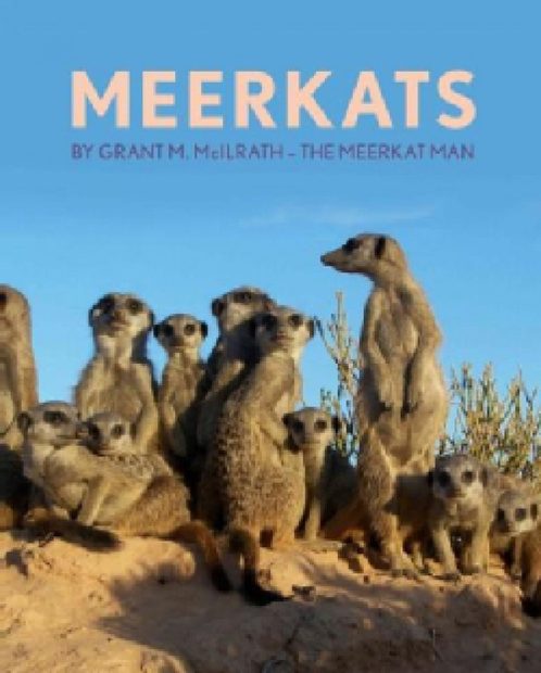 Meerkats