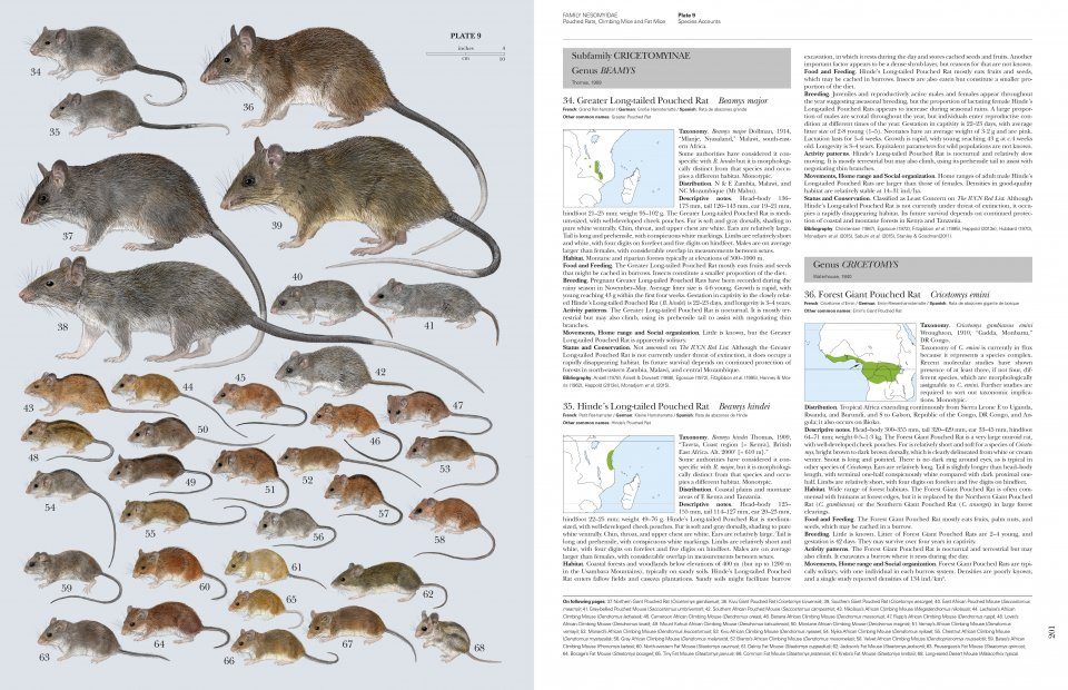 Handbook Of The Mammals Of The World Volume 7 Rodents Ii
