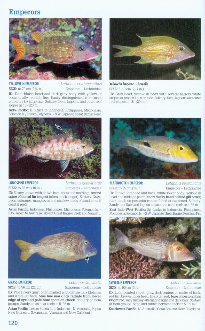 Reef Fish Identification: Tropical Pacific