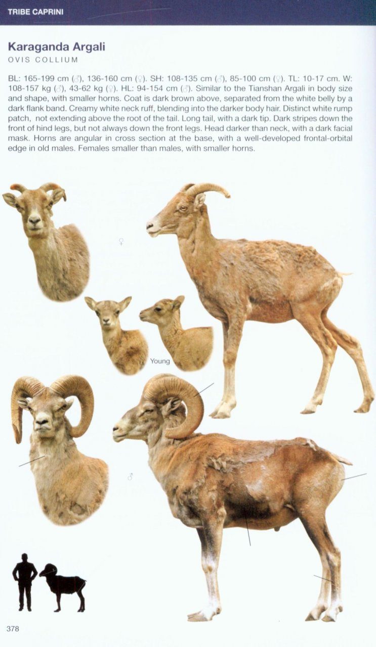 Bovids Of The World Antelopes Gazelles Cattle Goats