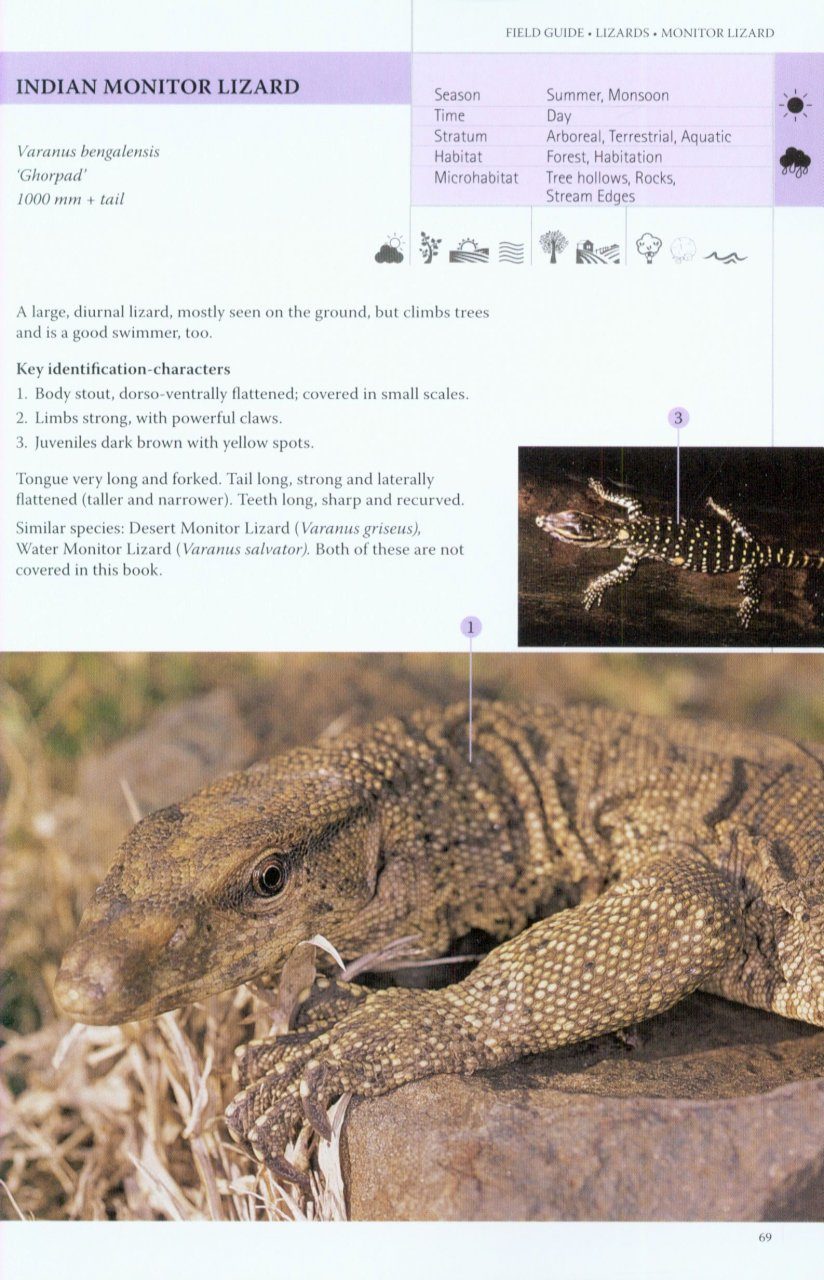 A Field Guide to the Lizards and Amphibians of Western Maharashtra [English  / Marathi] | NHBS Field Guides & Natural History