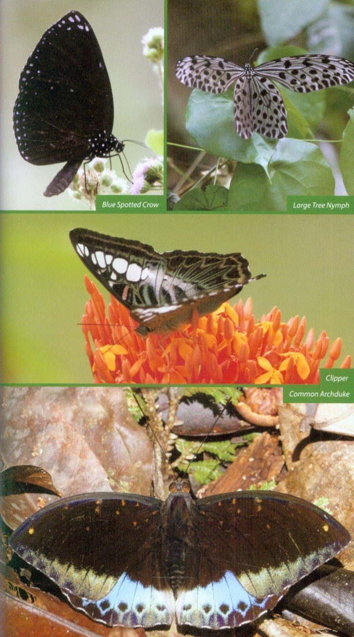 Wildlife Of Southeast Asia Nhbs Field Guides Amp Natural