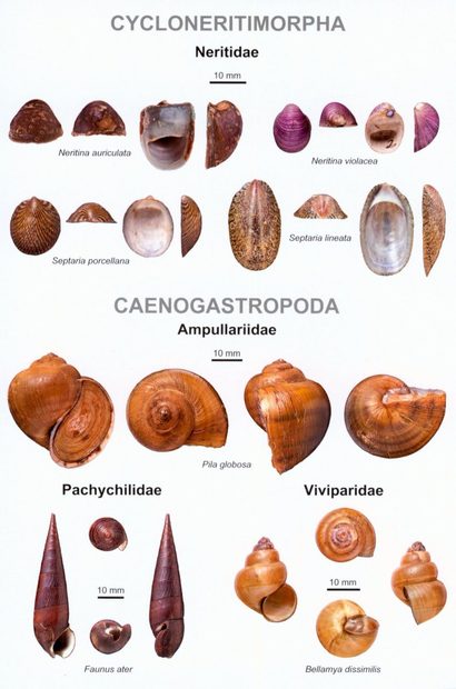 An Illustrated Guide to the Freshwater Mollusca of Sri Lanka