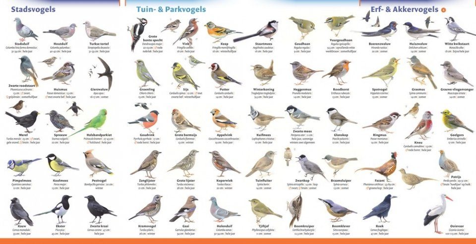 Tot Pluche pop vrachtauto Minigids Vogels van Nederland en België [Mini Guide to the Birds of the  Netherlands and Belgium] | NHBS Field Guides & Natural History