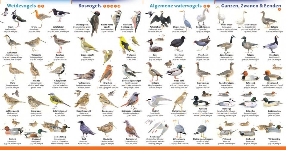 Wonderlijk Minigids Vogels van Nederland en België [Mini Guide to the Birds CV-86