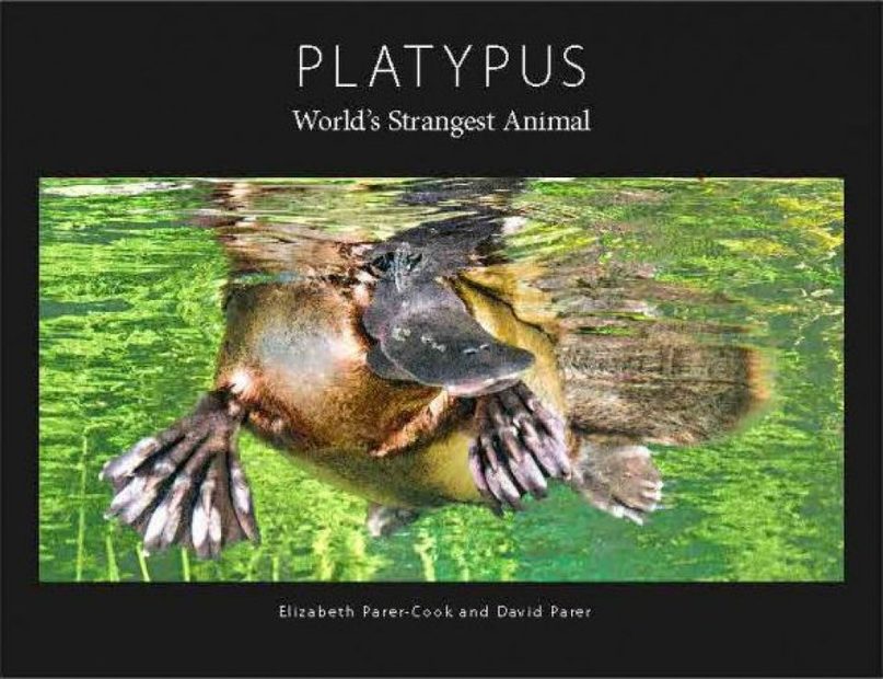 Platypus: World's Strangest Animal