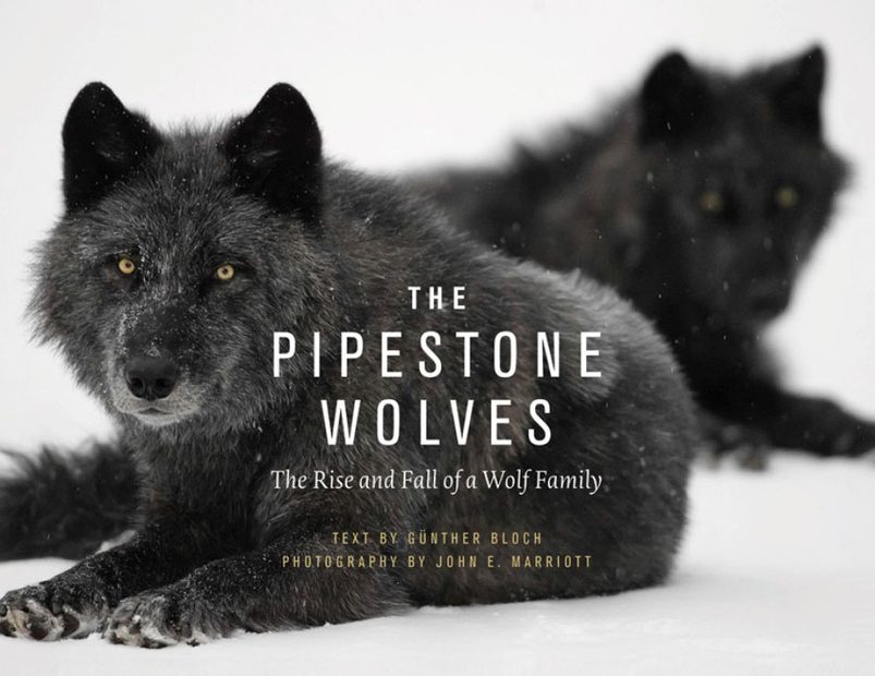 The Pipestone Wolves