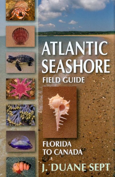 Atlantic Seashore Field Guide