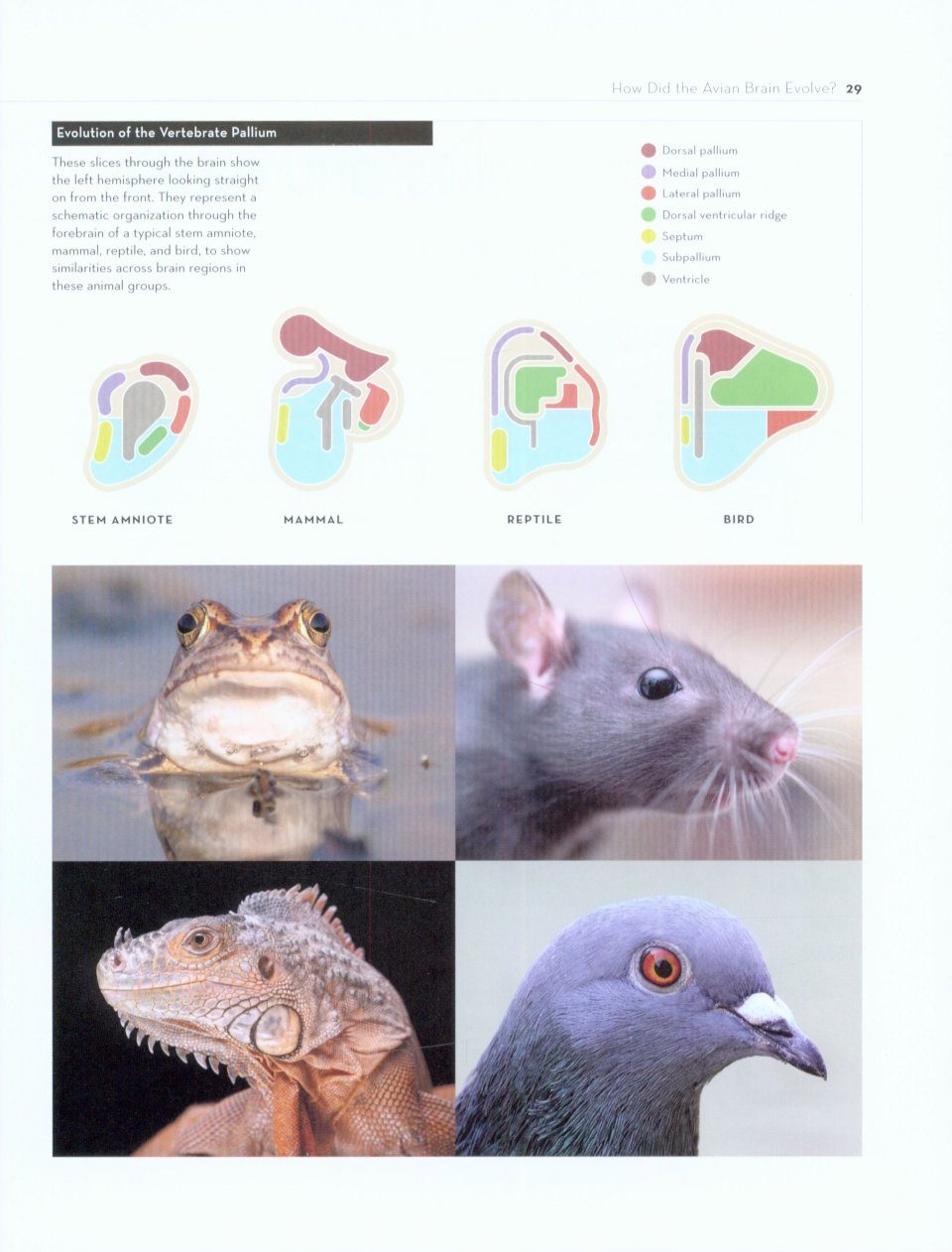 Bird Brain Evolution