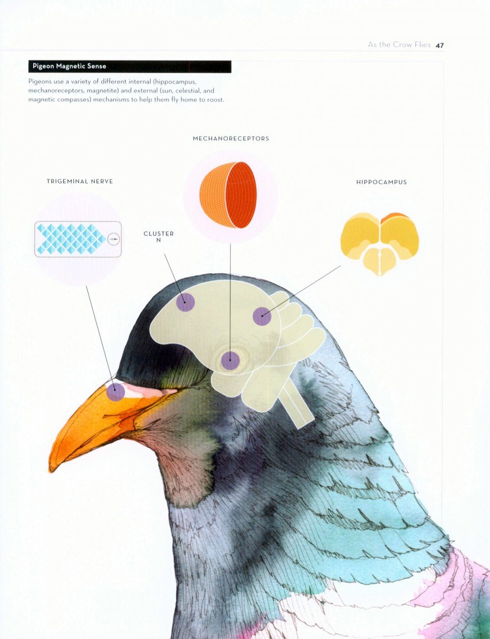 Bird Brain Maps: Study Explores the Neuroecology of Flocking in Birds