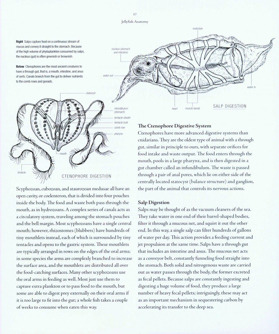Jellyfish A Natural History Lisa Ann Gershwin Nhbs