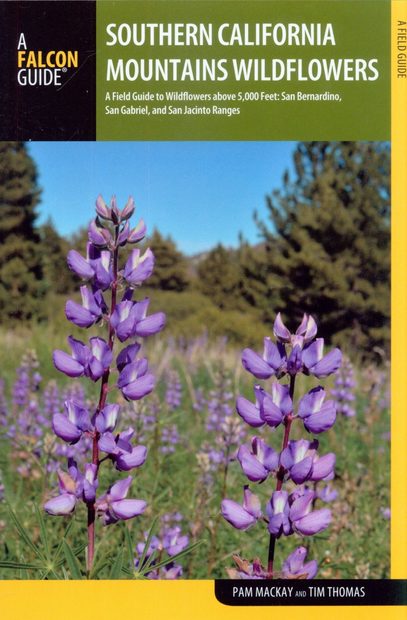 Southern California Mountains Wildflowers