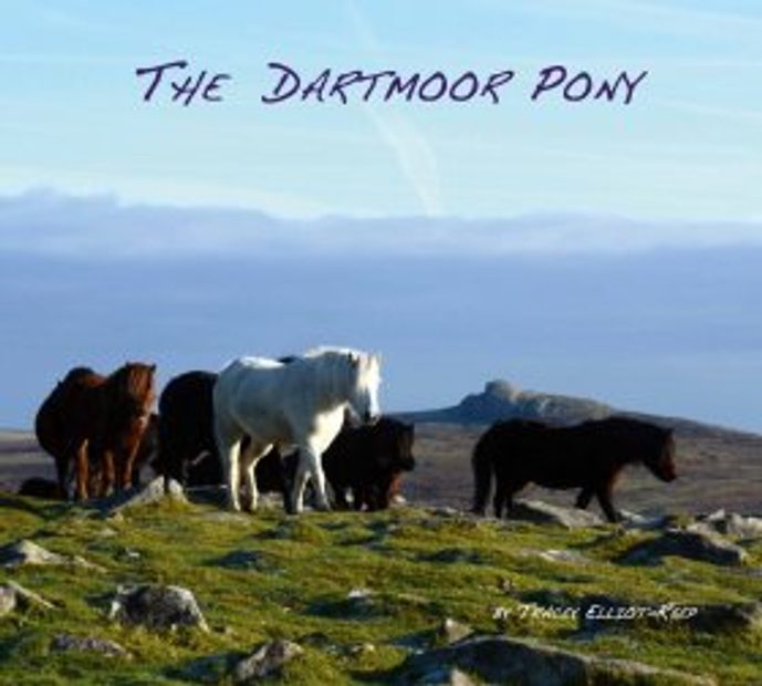 The Dartmoor Pony