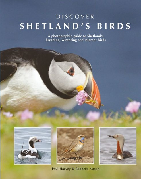 Discover Shetland's Birds