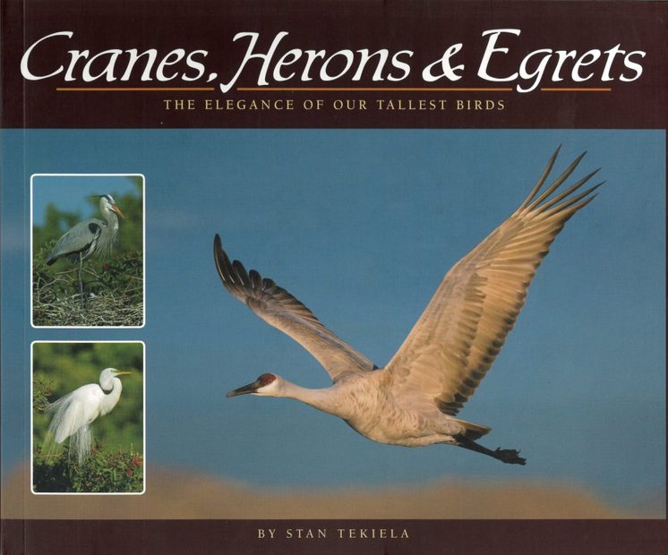Cranes, Herons & Egrets