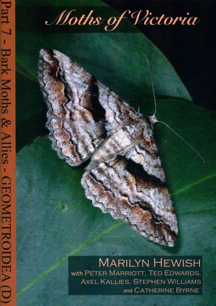 Moths of Victoria, Part 7: Bark Moths and Allies – Geometridae (D)