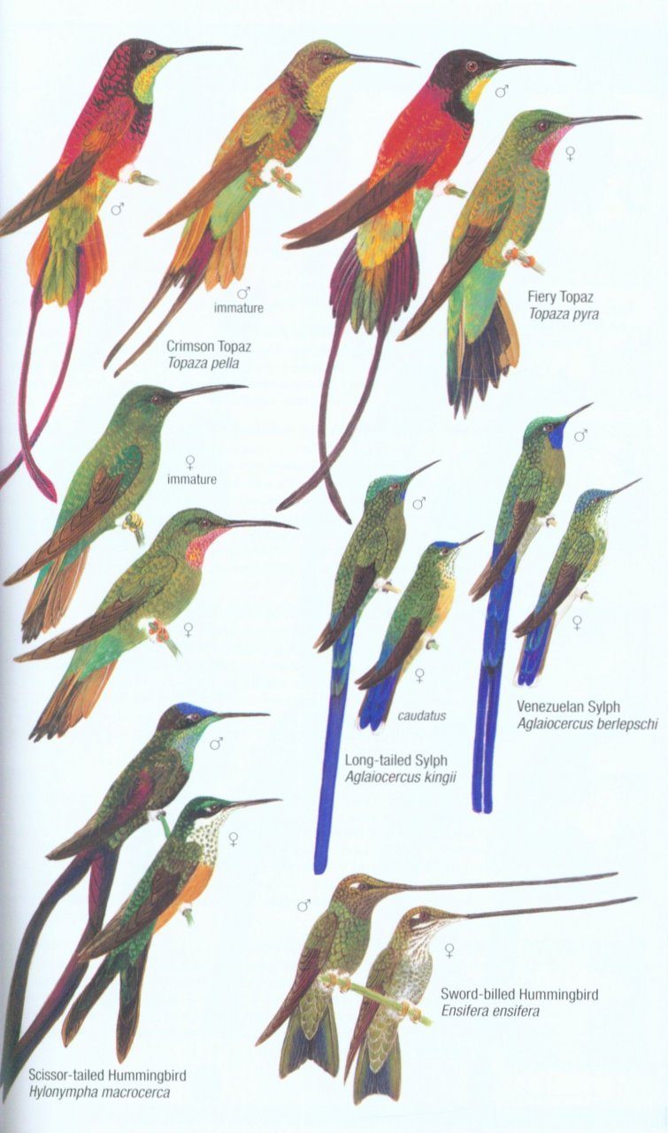 Birds Of Venezuela David Ascanio Gustavo A Rodriguez