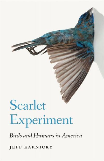 Scarlet Experiment