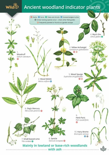 Ancient Woodland Indicator Plants