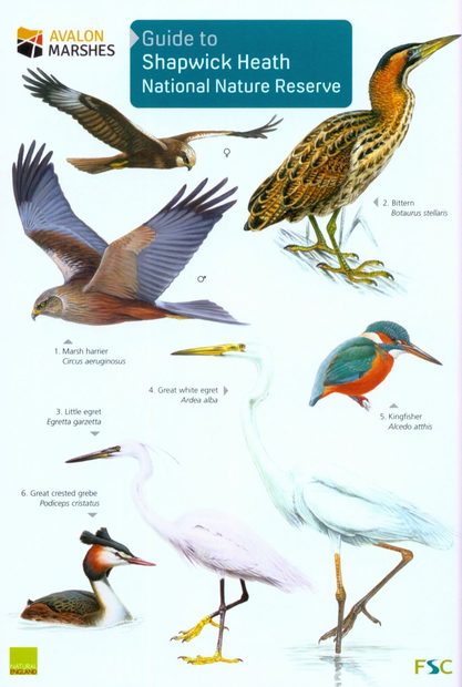 Guide to Shapwick Heath National Nature Reserve