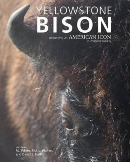 Yellowstone Bison
