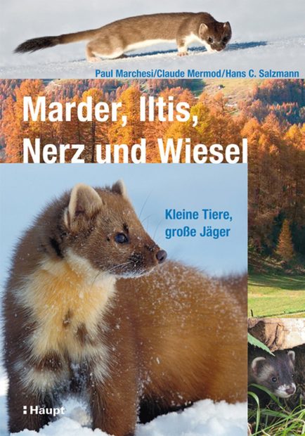 Marder, Iltis, Nerz und Wiesel: Kleine Tiere, große Jäger [Martens, Polecats, Minks And Weasels: Small Animals, Big Hunters]