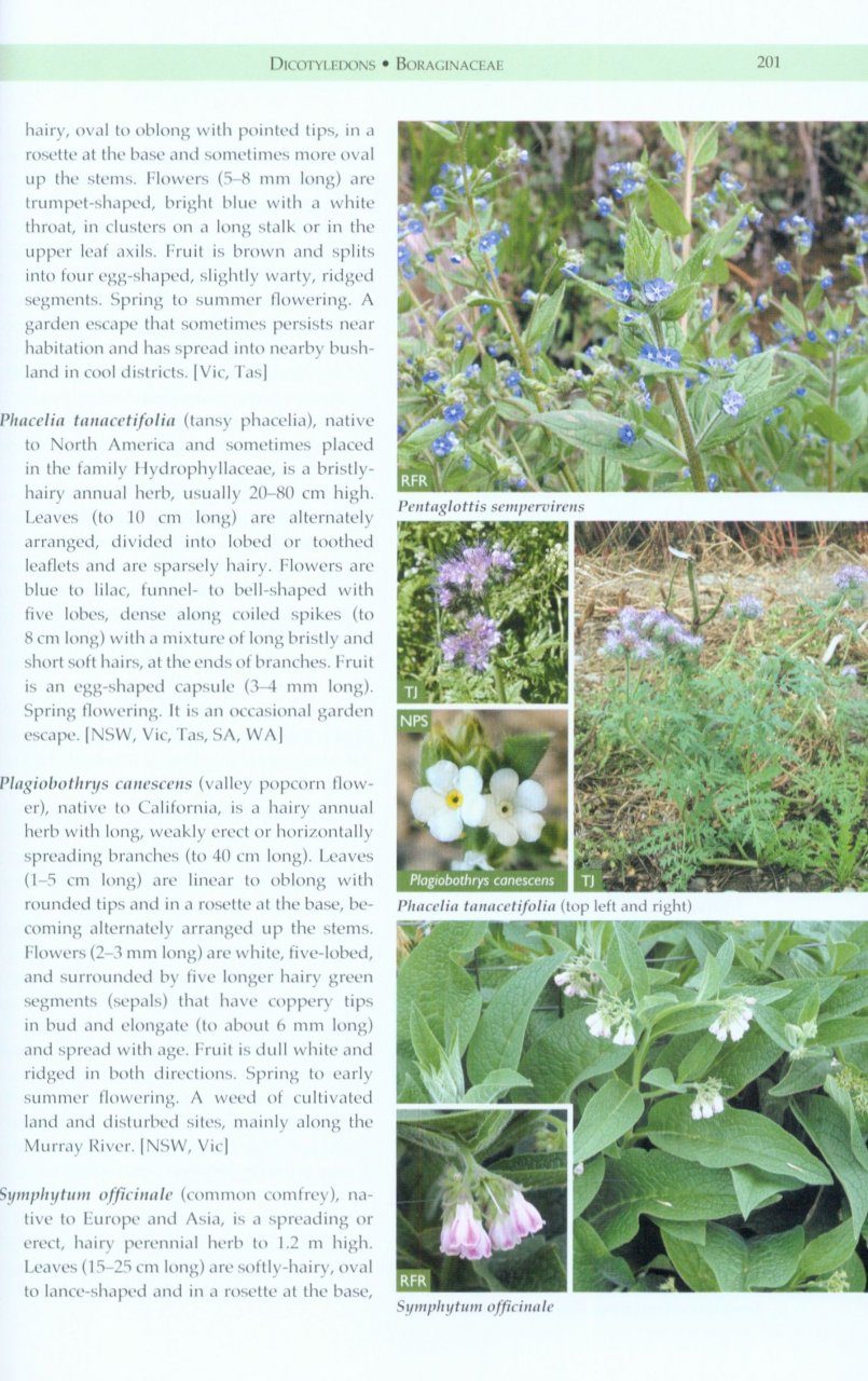 Weeds of the South-East: An Identification Guide for Australia | NHBS ...