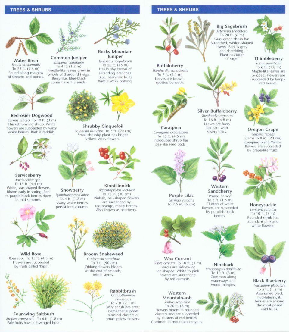 Montana Flowers Identification | Best Flower Site