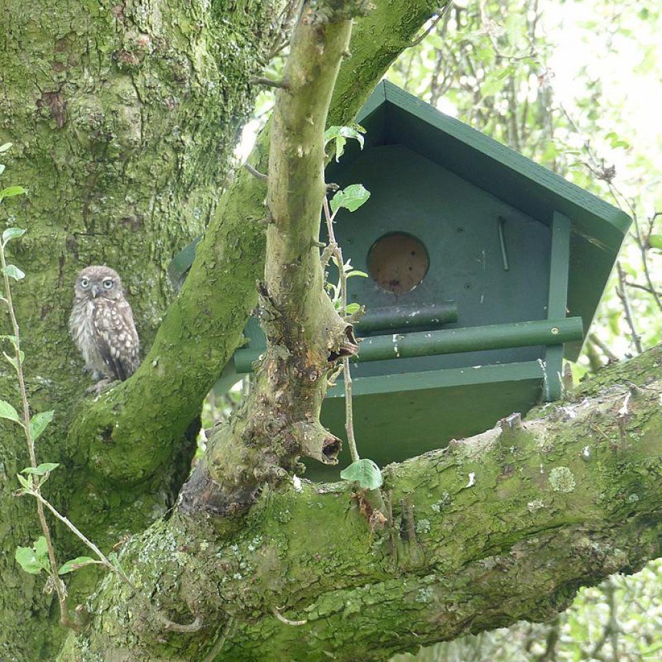 Little Owl Apex Nest Box | NHBS Practical Conservation Equipment