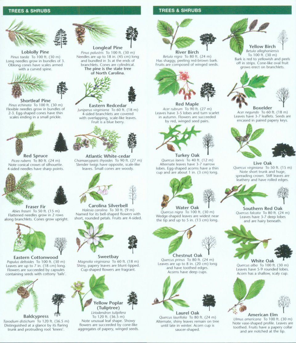 North Carolina Trees & Wildflowers: A Folding Pocket Guide to Familiar ...