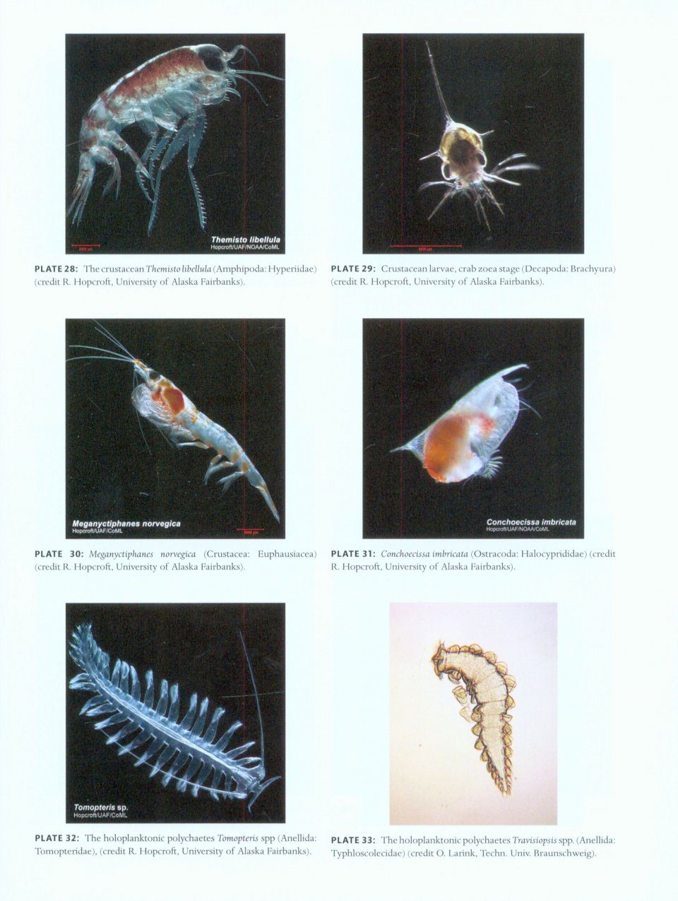 Marine Plankton A Practical Guide To Ecology Methodology
