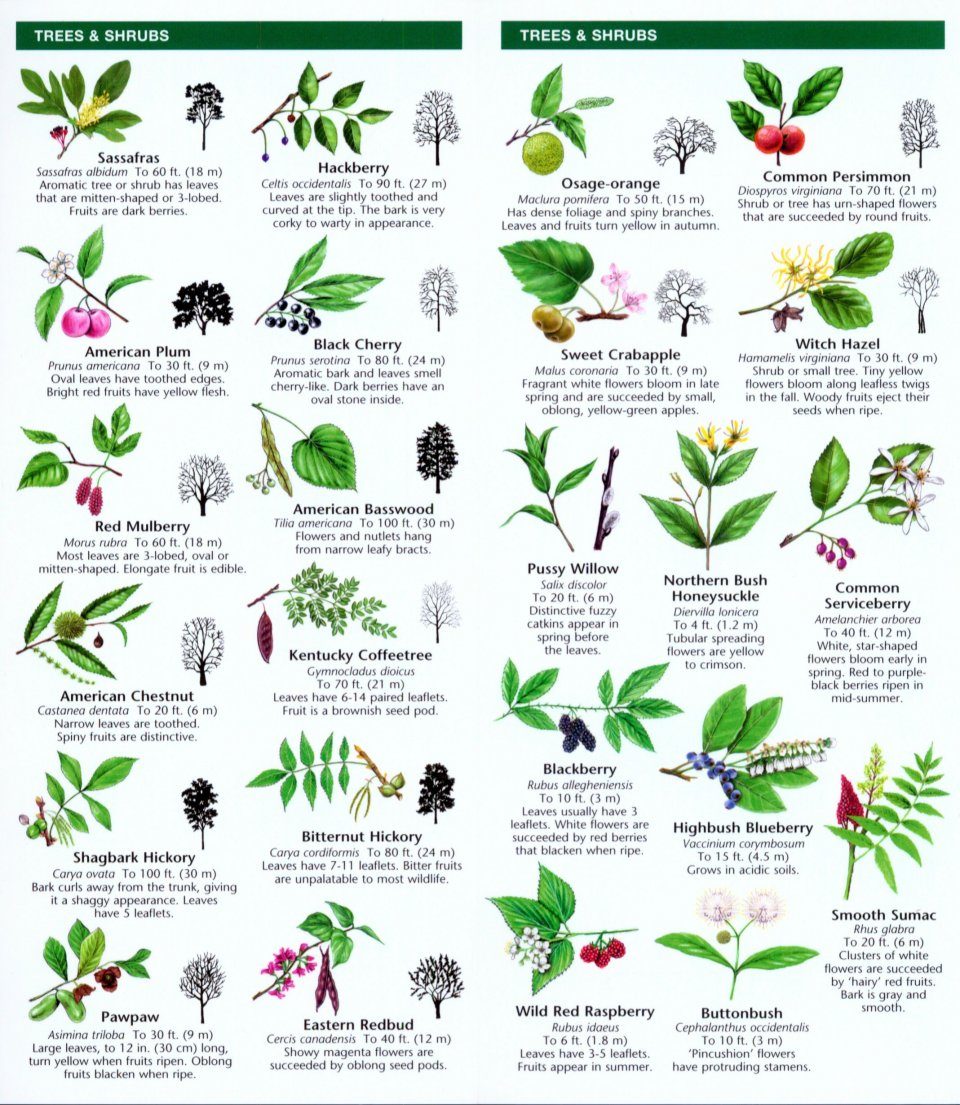 Ohio Trees & Wildflowers: A Folding Pocket Guide to Familiar Plants ...