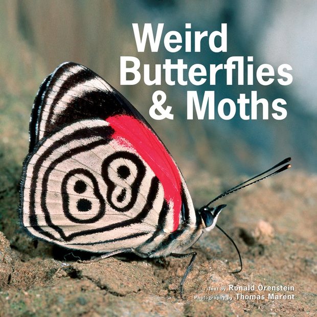 Weird Butterflies & Moths