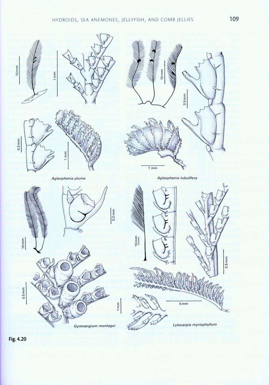 Handbook Of The Marine Fauna Of North West Europe Peter