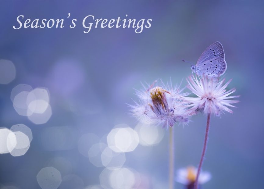 Blue Butterfly: Set of Ten Butterfly Conservation Christmas Cards