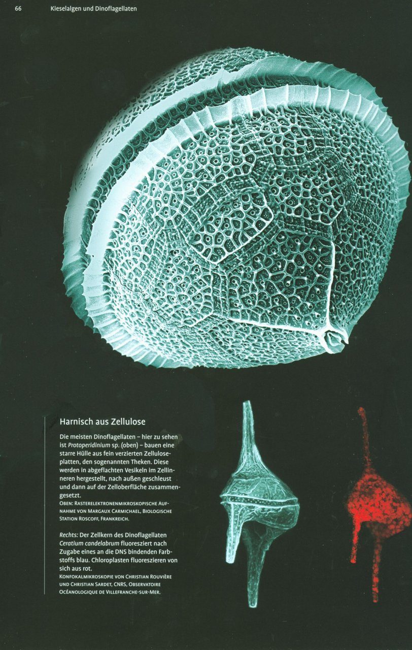 Plankton Der Erstaunliche Mikrokosmos Der Ozeane