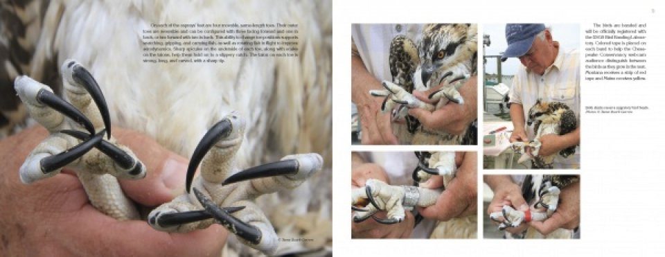 A Photographic Journey Through Nesting Season Inside an Ospreys Nest