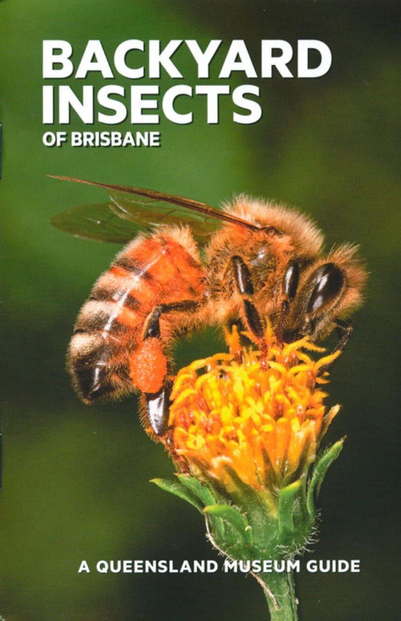 Backyard Insects Of Brisbane Chris Burwell Nhbs Book Shop