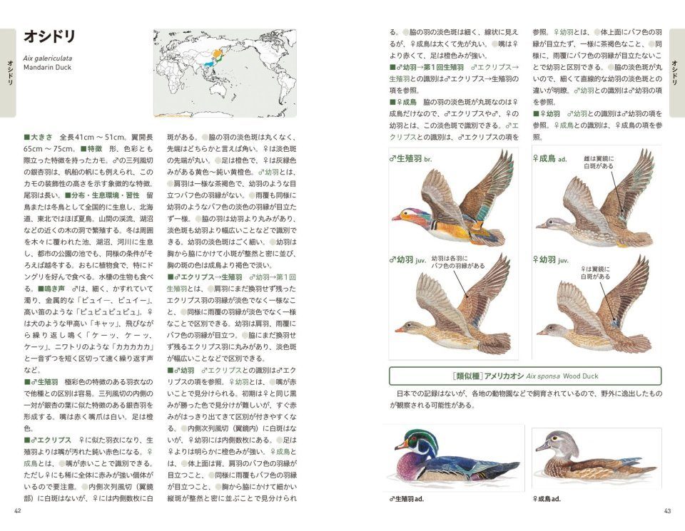 An Identification Guide To The Ducks Of Japan Japanese NHBS Field 