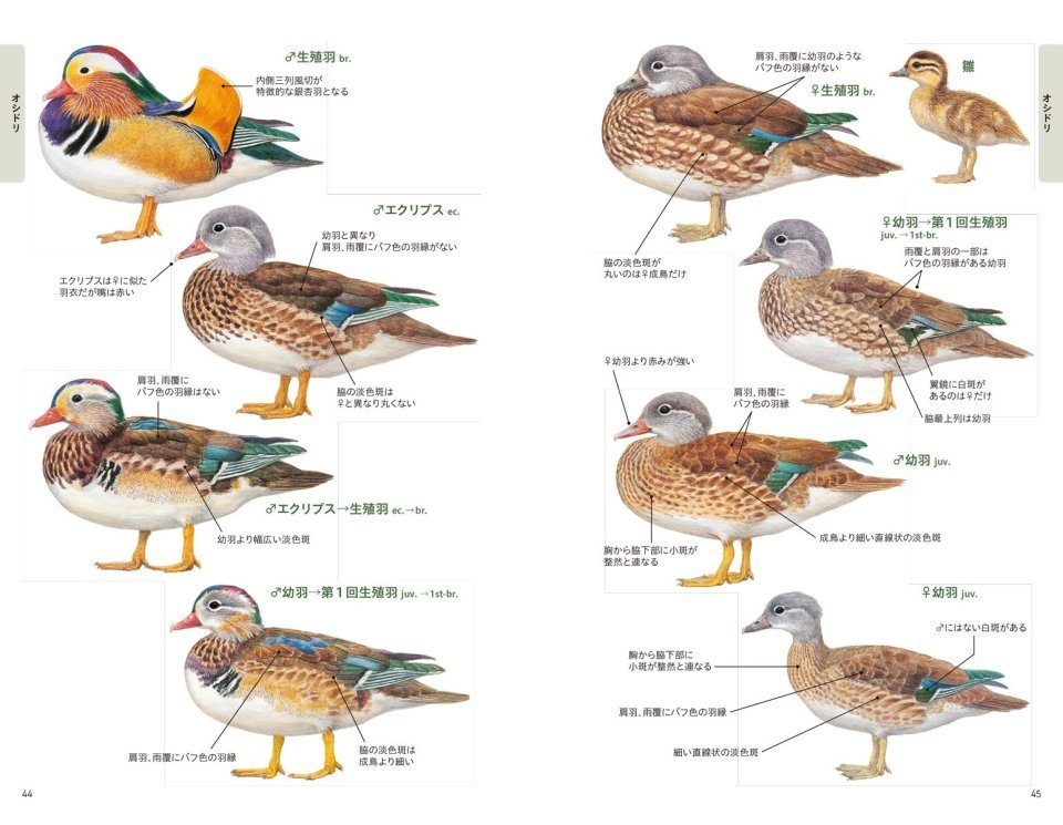 An Identification Guide To The Ducks Of Japan Japanese NHBS Field 