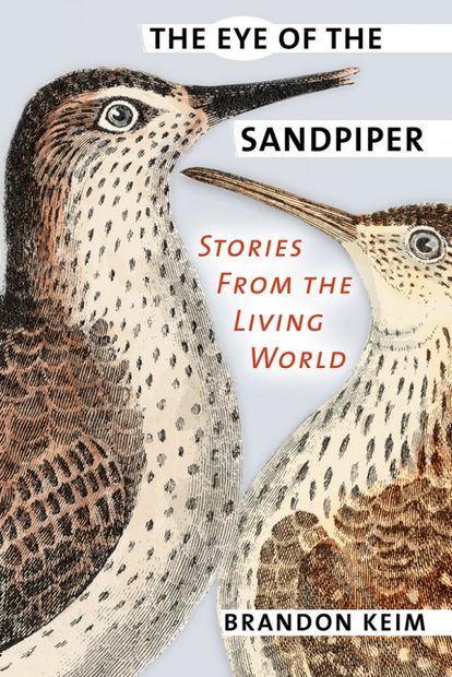The Eye of the Sandpiper