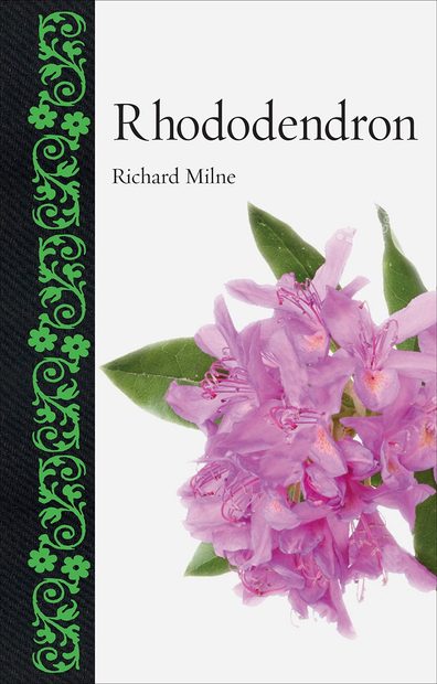 Rhododendron